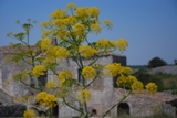 Clicca qui per vedere l'immagine in dettaglio